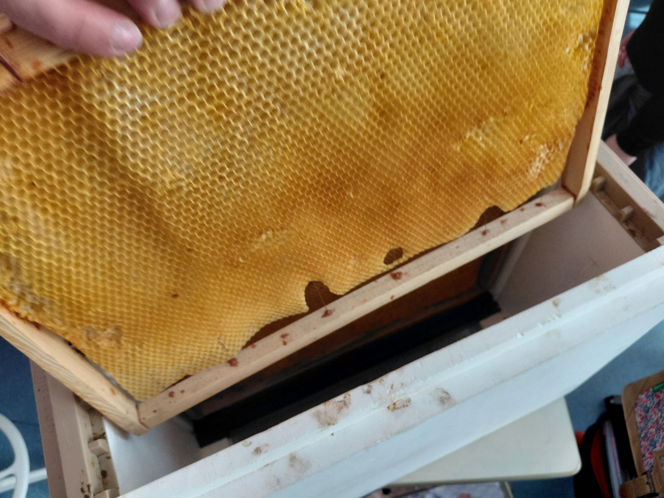 visite apiculteur école paris 